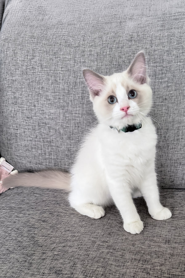 Motty | Ragdoll Kitten