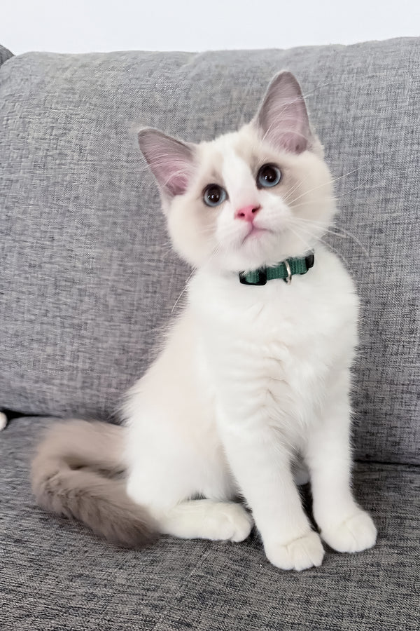 Motty | Ragdoll Kitten