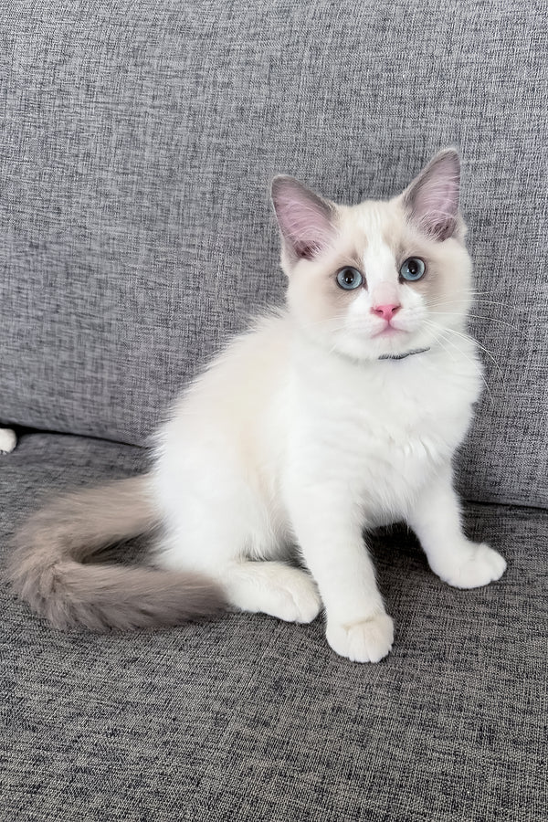 Motty | Ragdoll Kitten