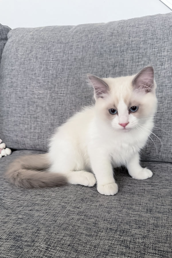 Motty | Ragdoll Kitten
