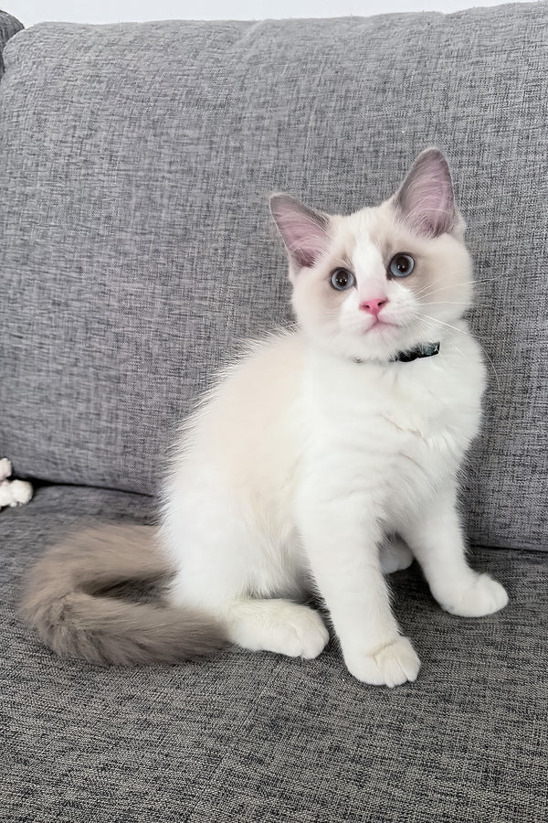 Motty | Ragdoll Kitten
