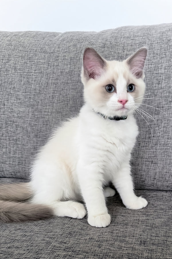 Motty | Ragdoll Kitten