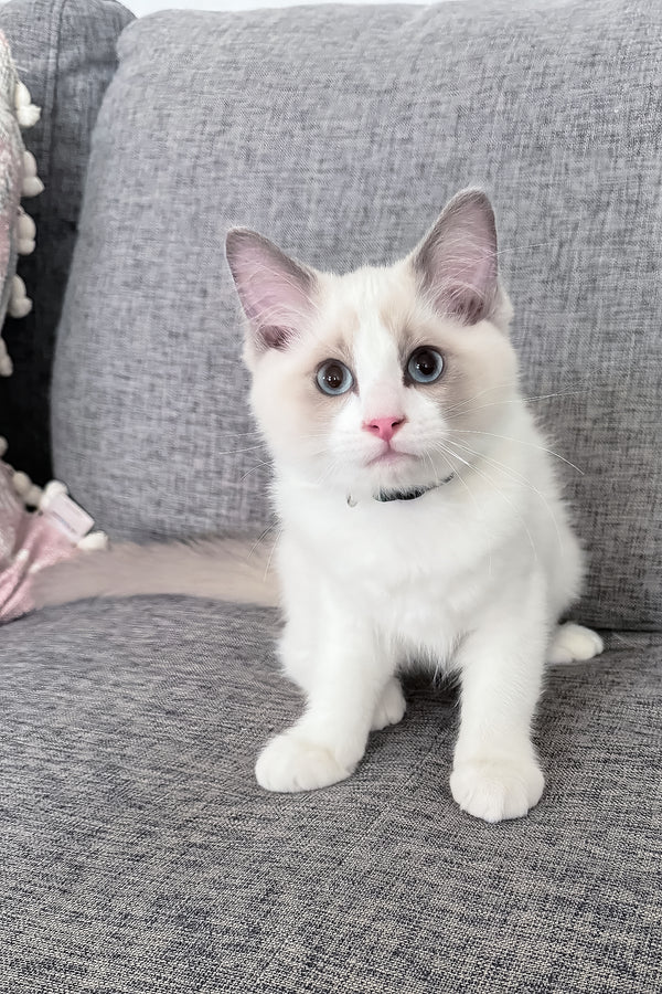 Motty | Ragdoll Kitten