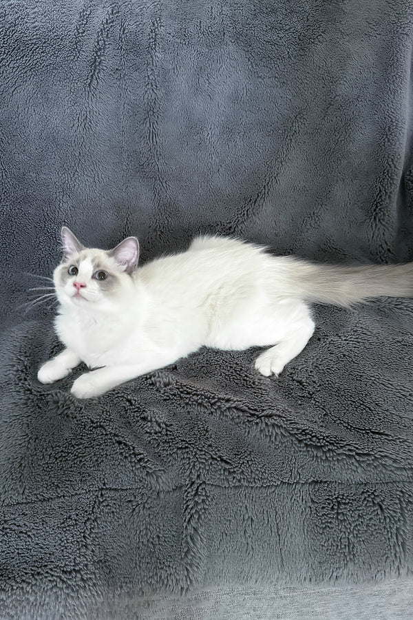 Motty | Ragdoll Kitten