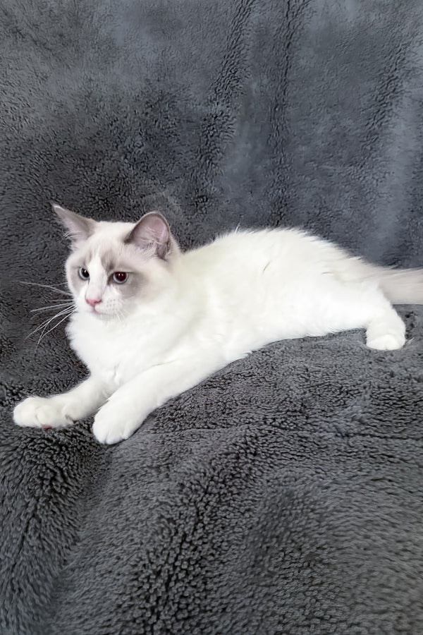 Motty | Ragdoll Kitten