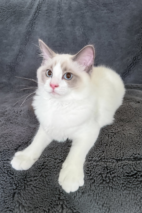 Motty | Ragdoll Kitten