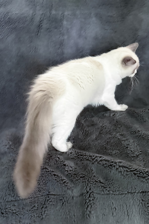 Motty | Ragdoll Kitten