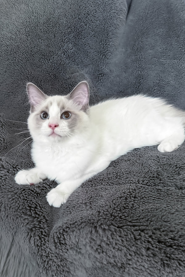 Motty | Ragdoll Kitten