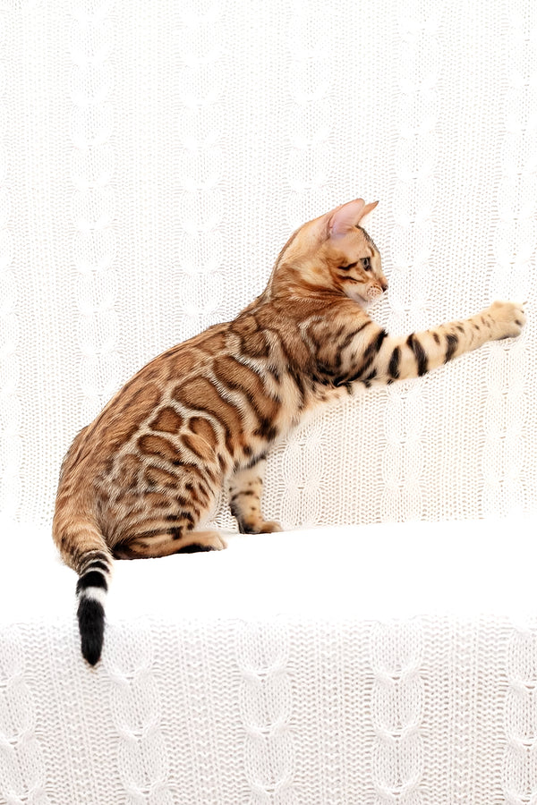 Mozart | Bengal Kitten