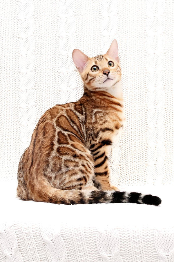 Mozart | Bengal Kitten