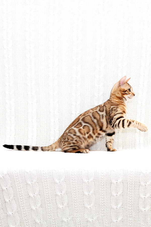 Mozart | Bengal Kitten