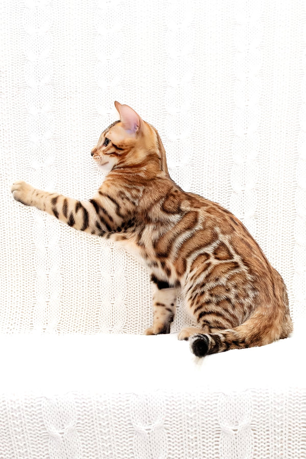 Mozart | Bengal Kitten