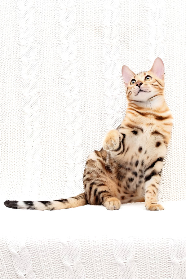 Mozart | Bengal Kitten