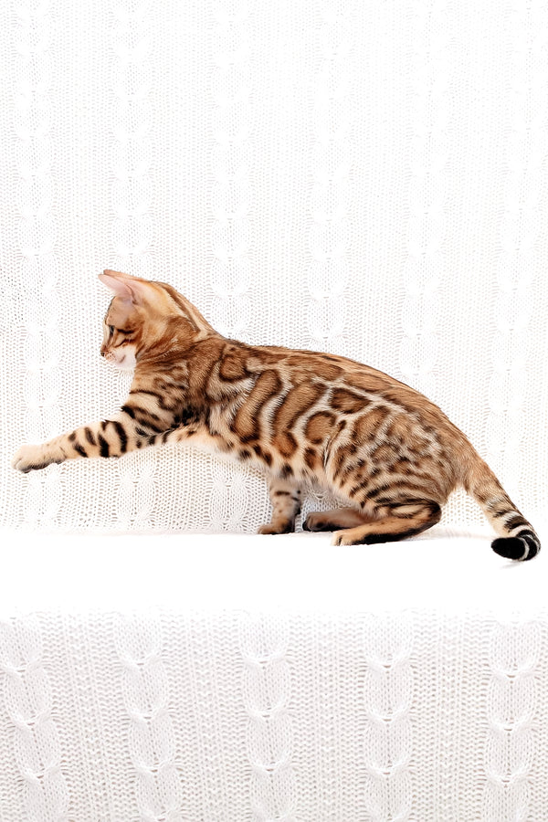 Mozart | Bengal Kitten