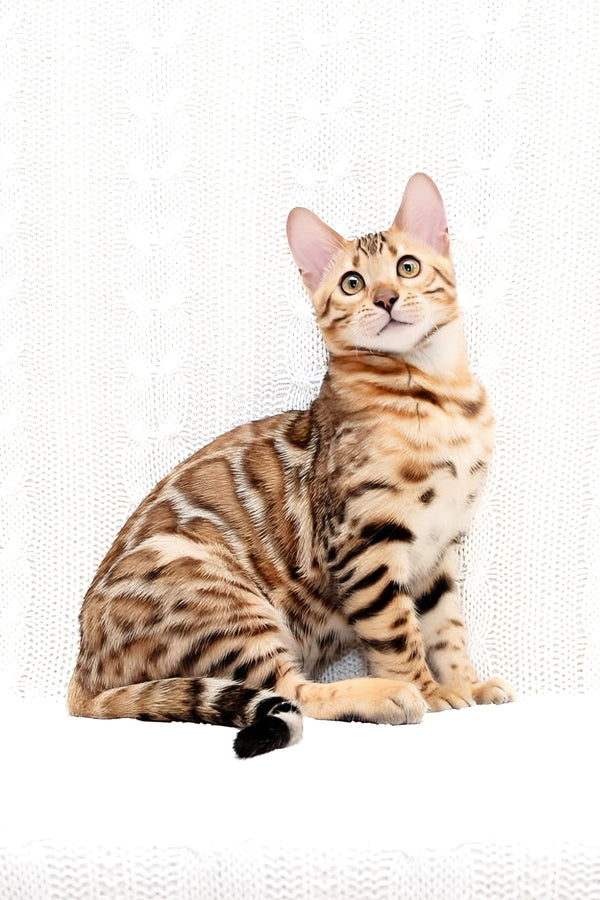 Mozart | Bengal Kitten