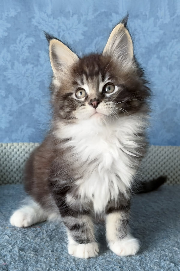 Muffin | Maine Coon Kitten