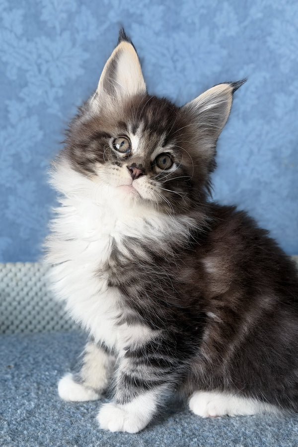 Muffin | Maine Coon Kitten