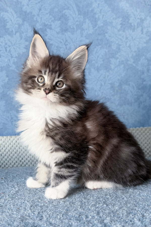 Muffin | Maine Coon Kitten