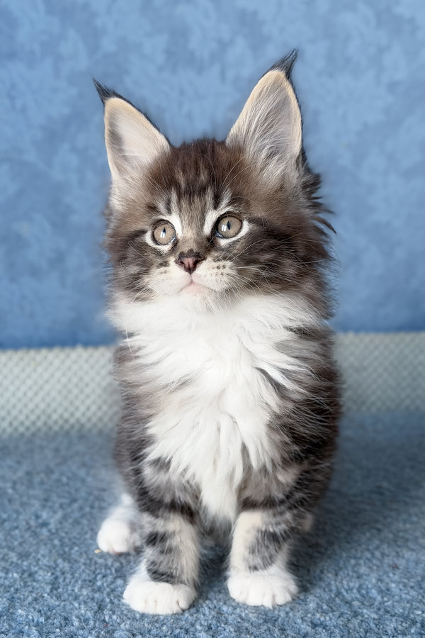Muffin | Maine Coon Kitten