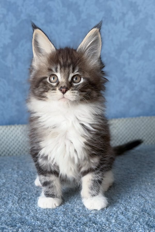 Muffin | Maine Coon Kitten