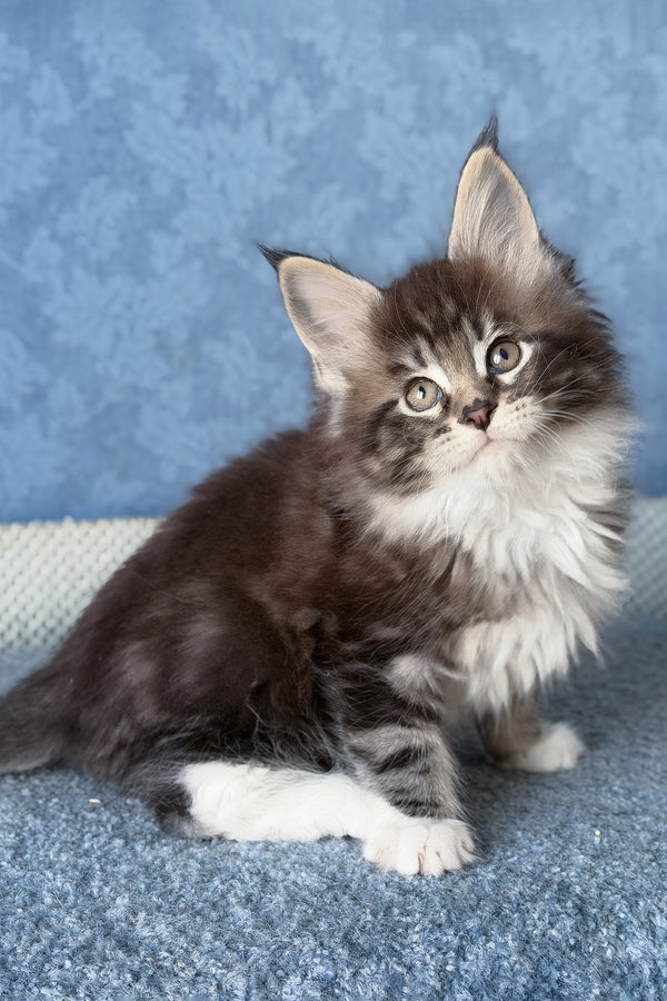 Muffin | Maine Coon Kitten