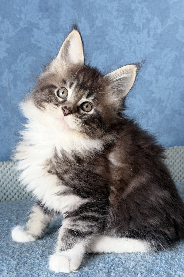 Muffin | Maine Coon Kitten