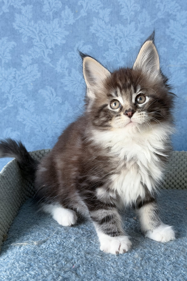 Muffin | Maine Coon Kitten