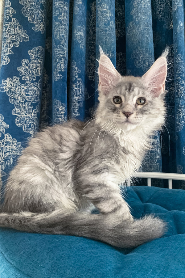 Muscat | Maine Coon Kitten