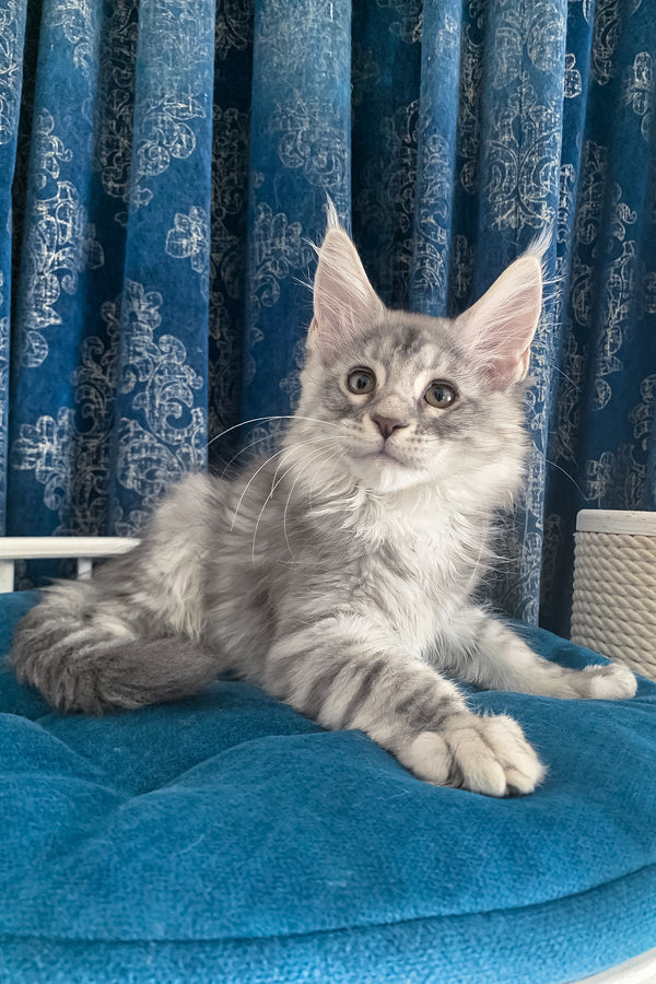 Muscat | Maine Coon Kitten