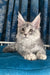 Muscat | Maine Coon Kitten