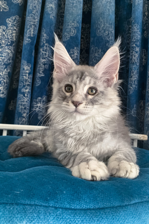 Muscat | Maine Coon Kitten