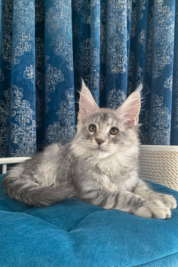 Muscat | Maine Coon Kitten