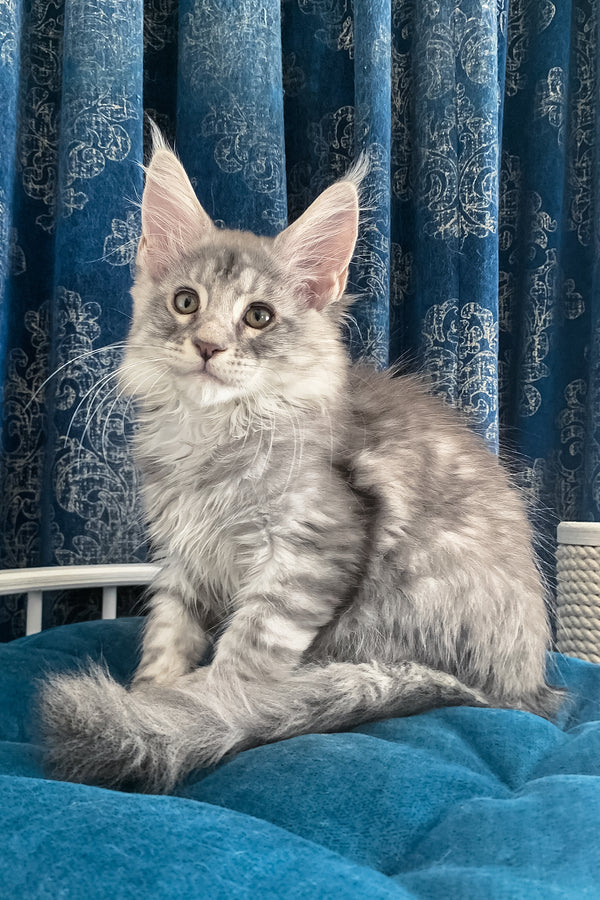 Muscat | Maine Coon Kitten