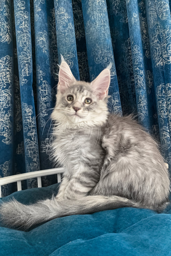 Muscat | Maine Coon Kitten