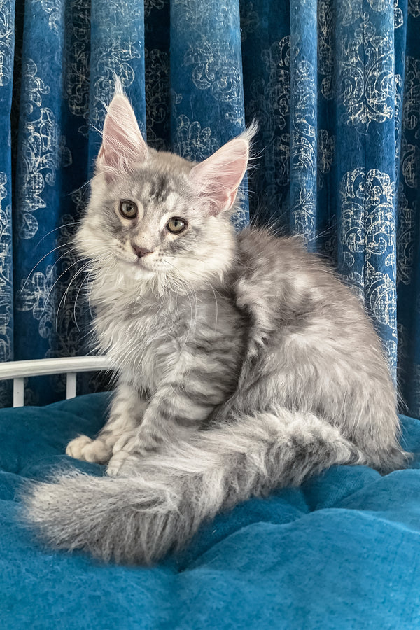 Muscat | Maine Coon Kitten