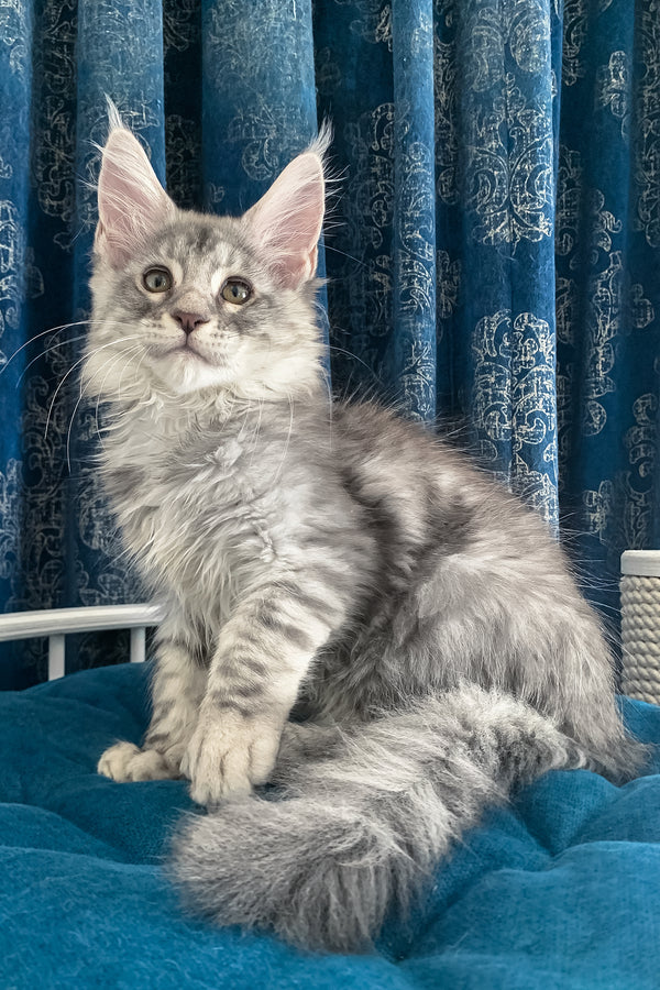Muscat | Maine Coon Kitten