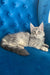 Muscat | Maine Coon Kitten
