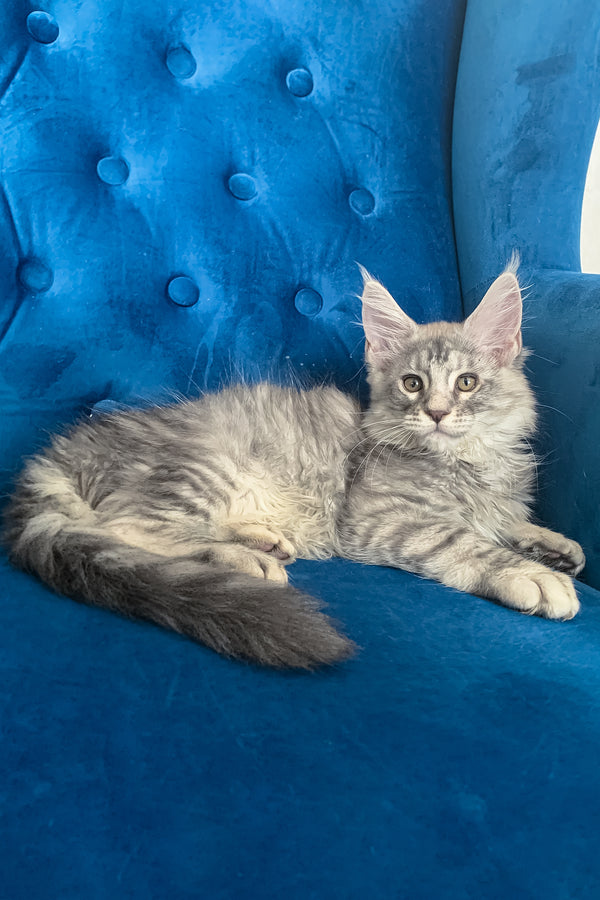 Muscat | Maine Coon Kitten
