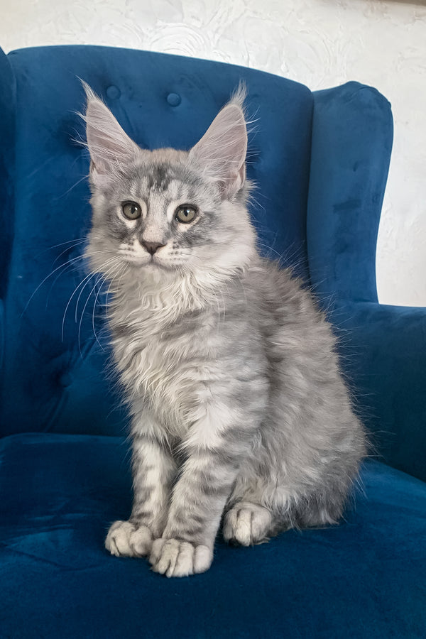 Muscat | Maine Coon Kitten