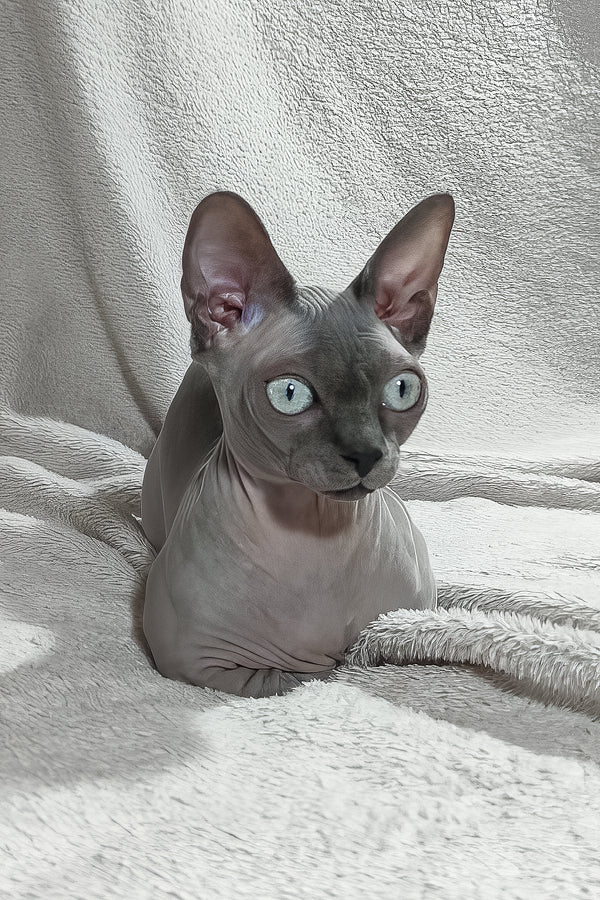 Myna | Bambino Sphynx Kitten