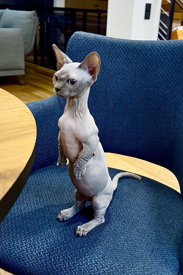 Myna | Bambino Sphynx Kitten
