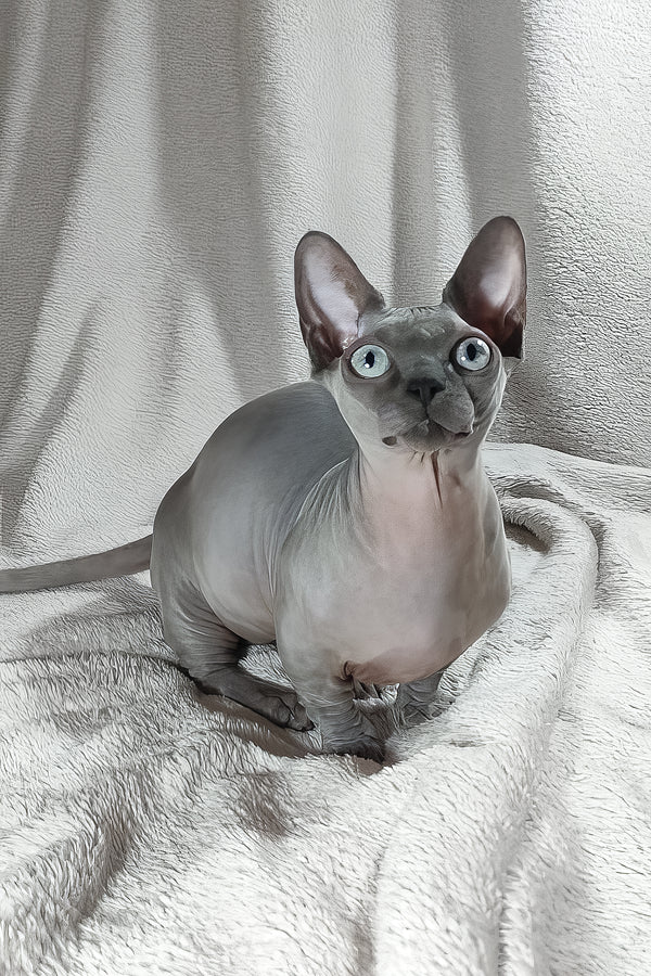 Myna | Bambino Sphynx Kitten