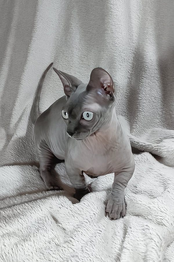 Myna | Bambino Sphynx Kitten