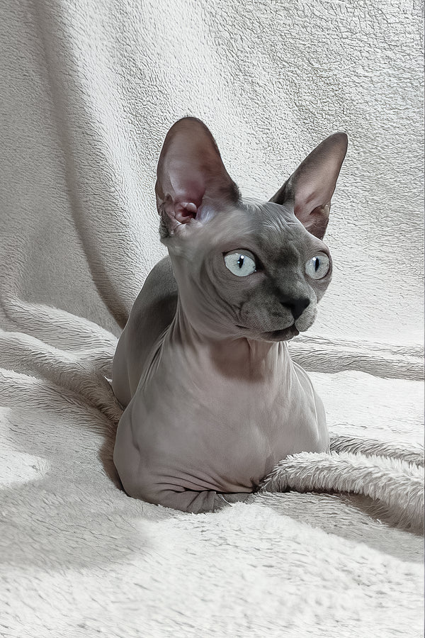 Myna | Bambino Sphynx Kitten