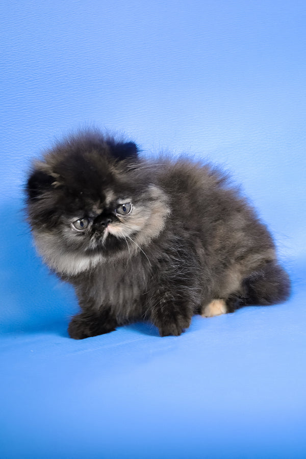Rose Black | Persian Kitten