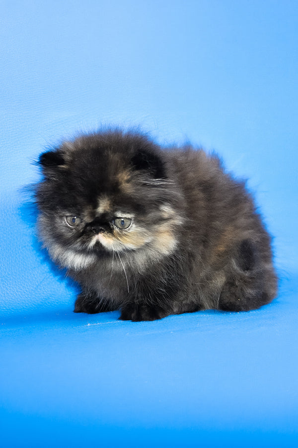 Rose Black | Persian Kitten