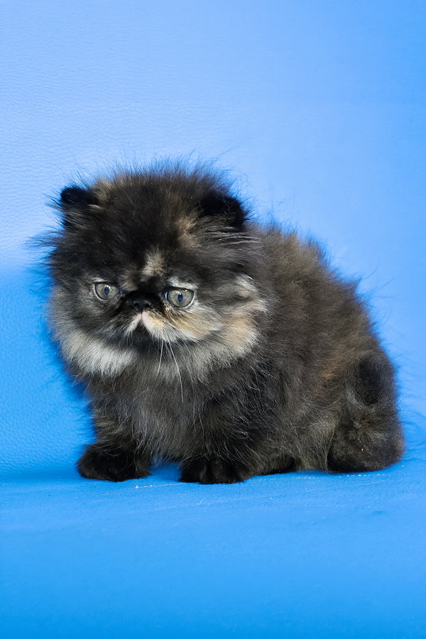 Rose Black | Persian Kitten