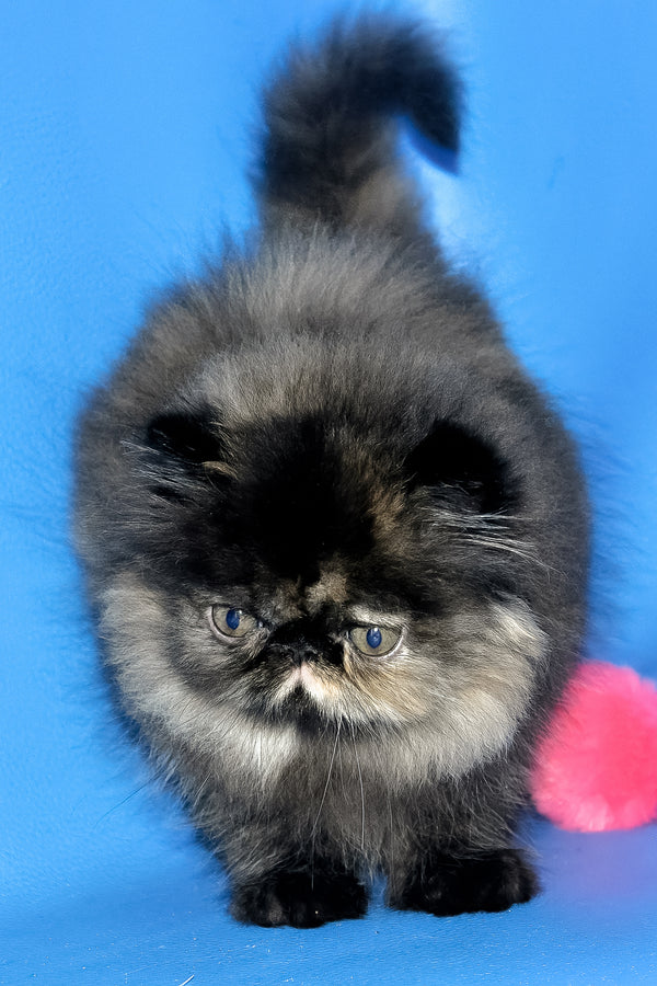 Rose Black | Persian Kitten