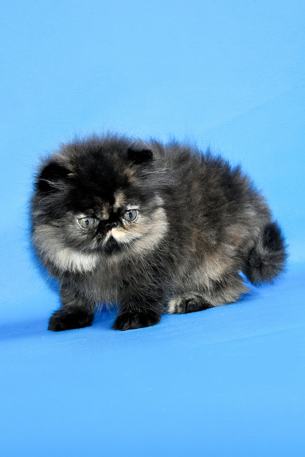 Rose Black | Persian Kitten