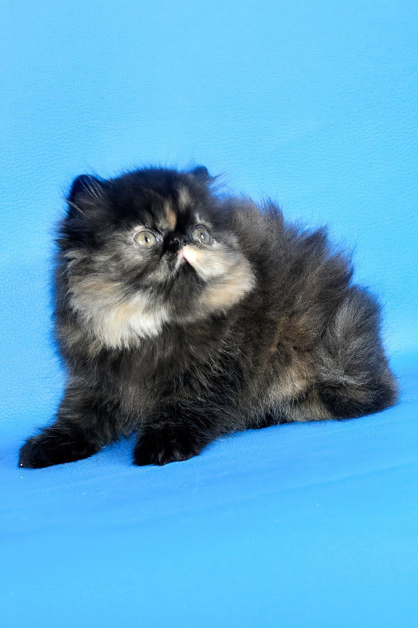 Rose Black | Persian Kitten